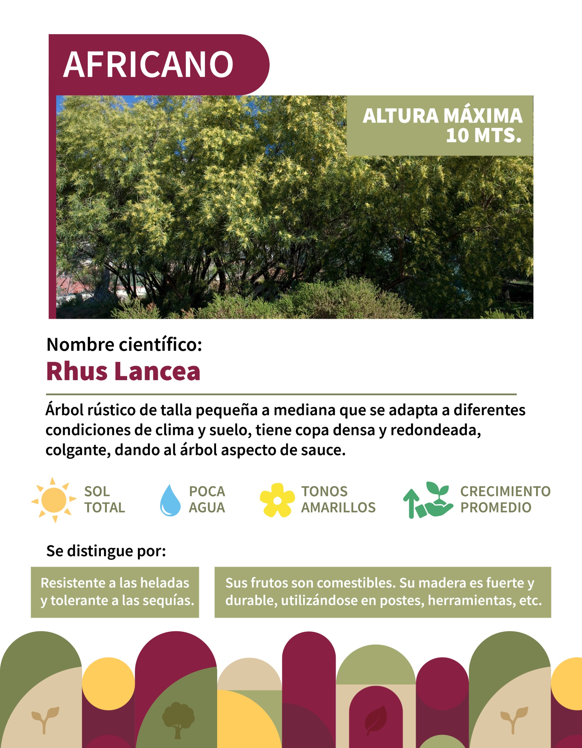 Infografía 4