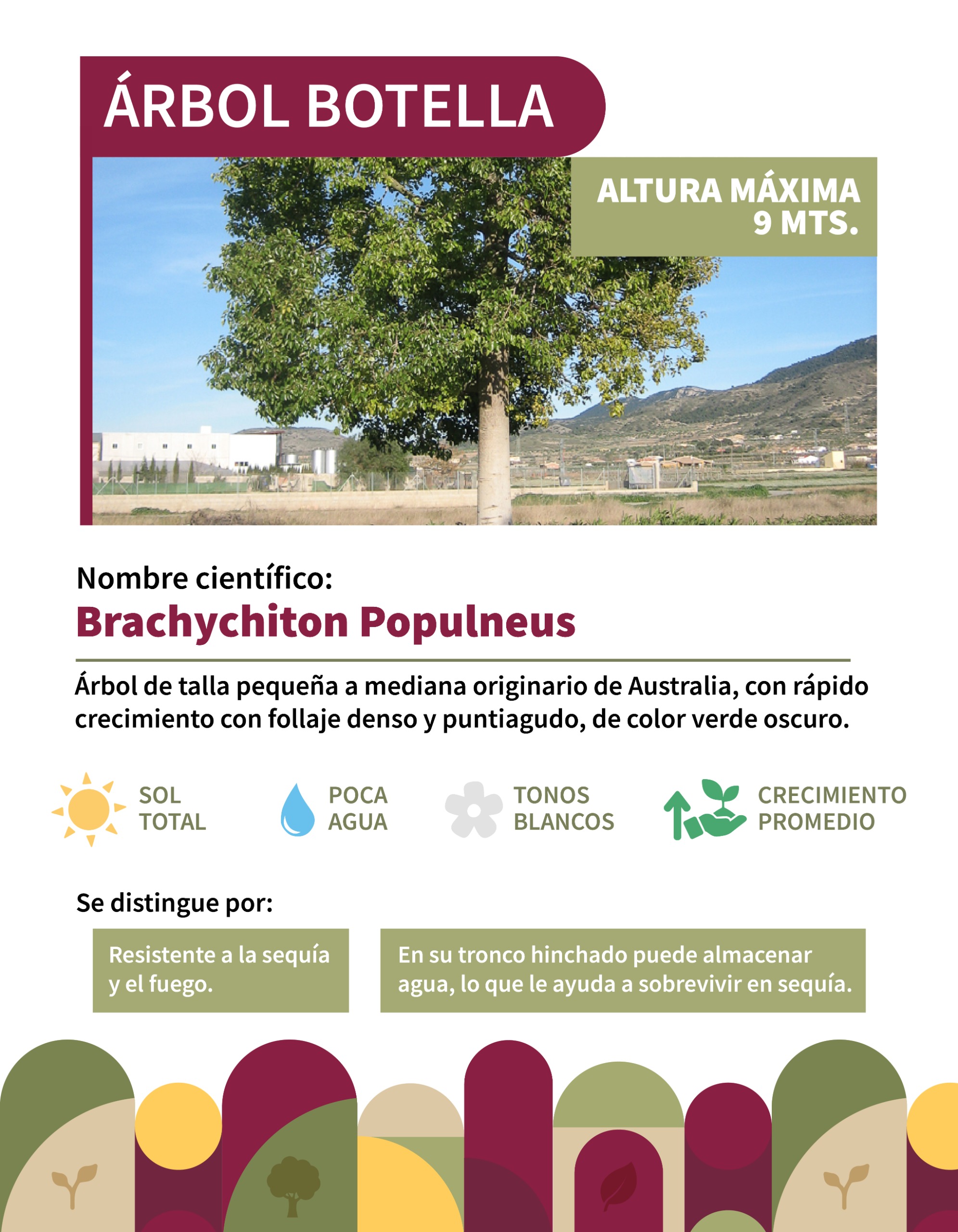Infografía 4