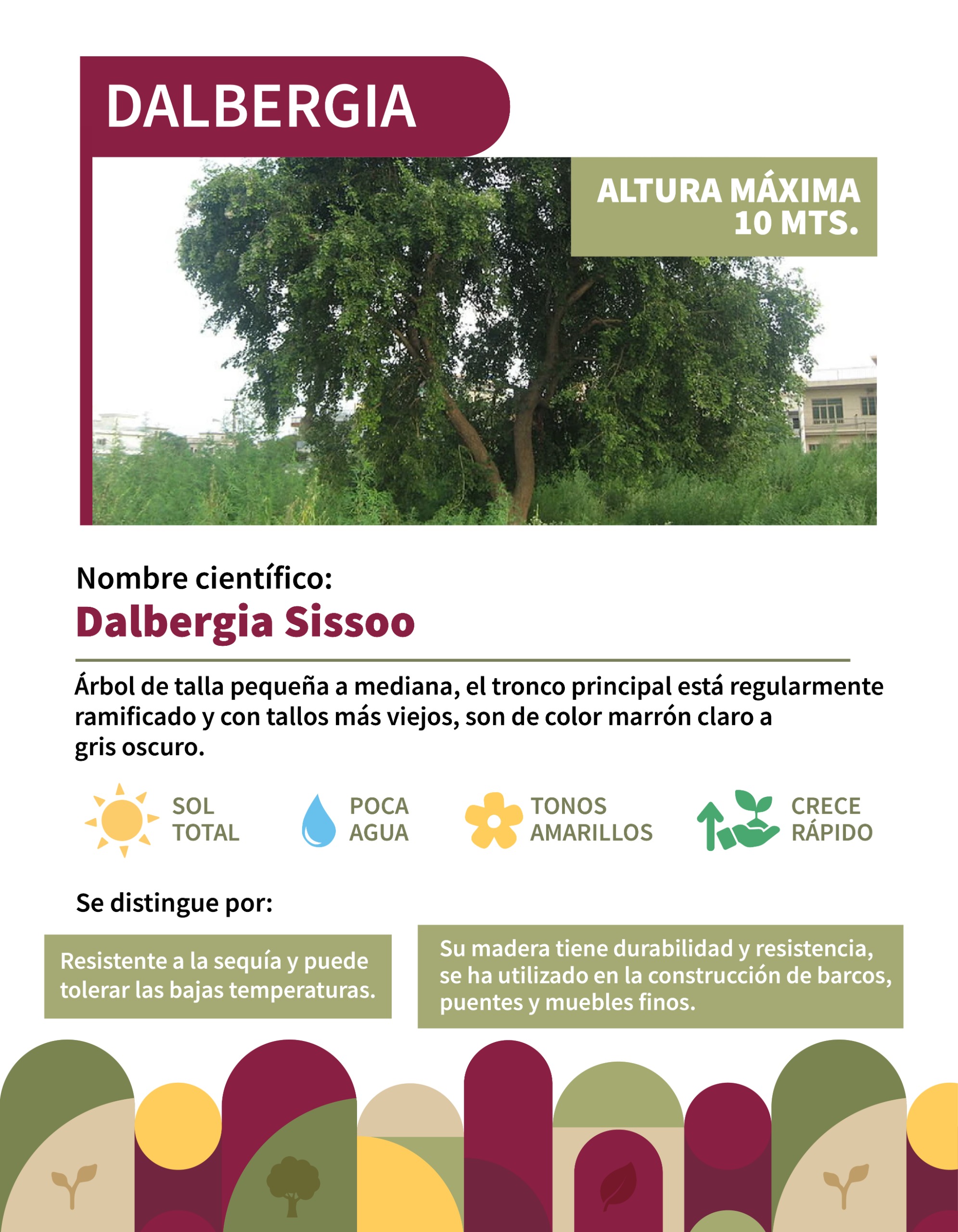 Infografía 4