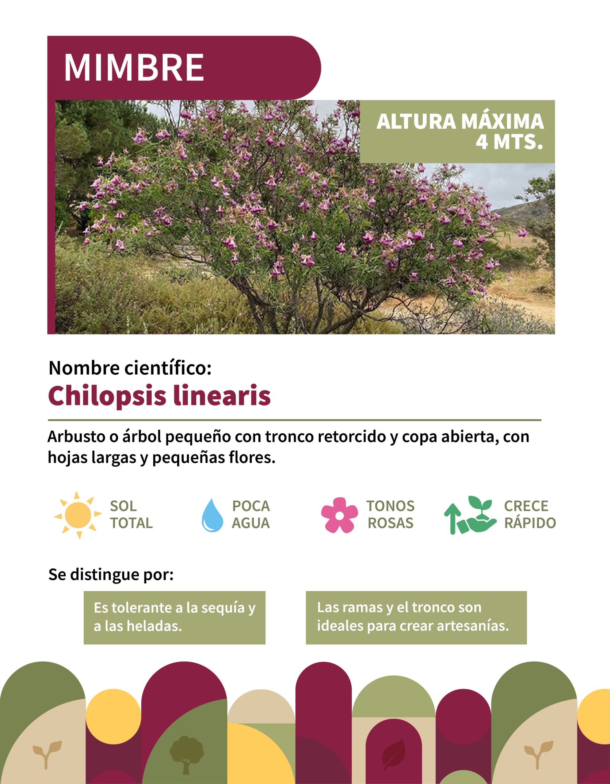 Infografía 2
