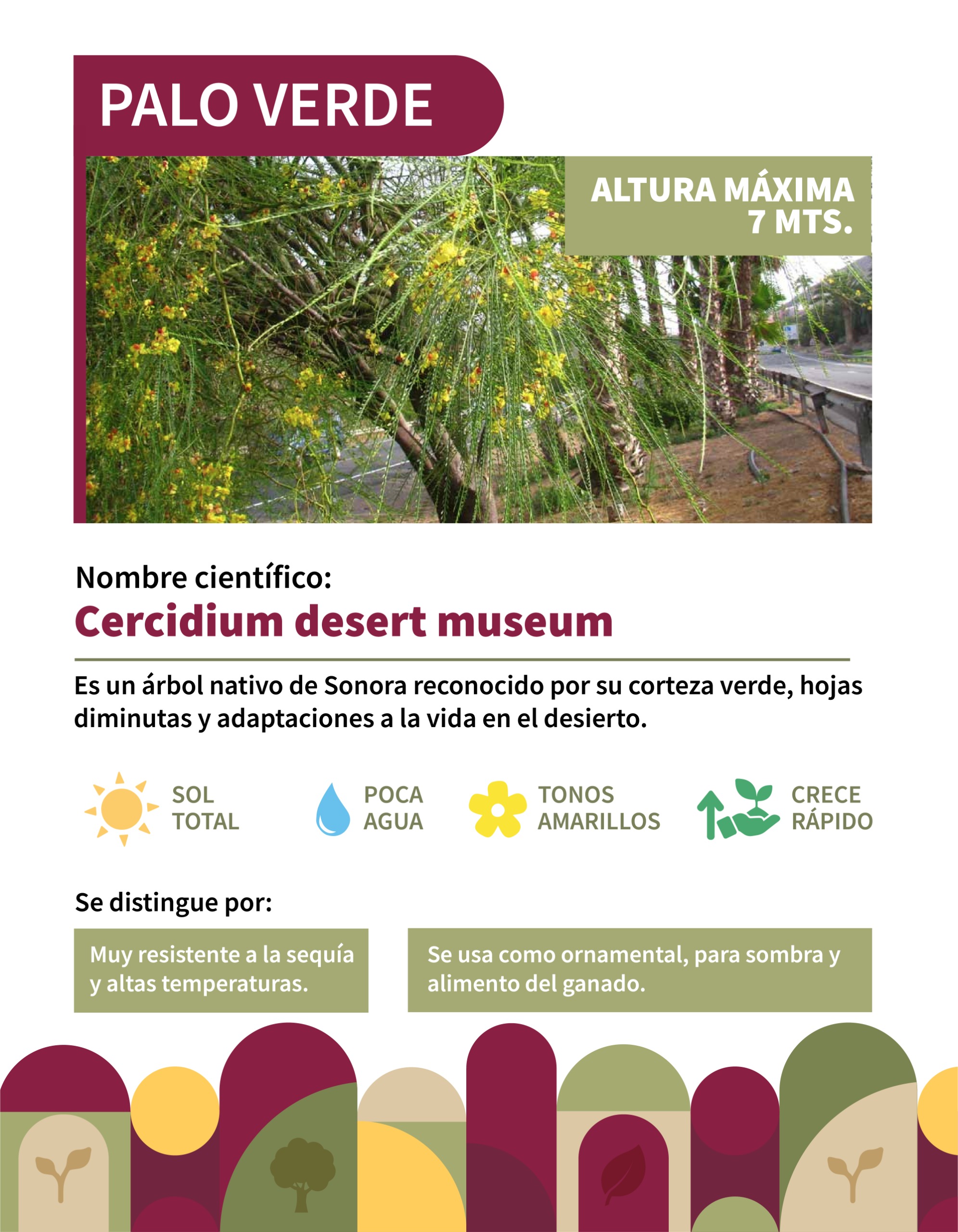 Infografía 1